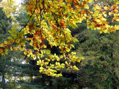 秋天, 叶子, 金色的秋天, 秋天的颜色, 黄色, 多彩, 分公司