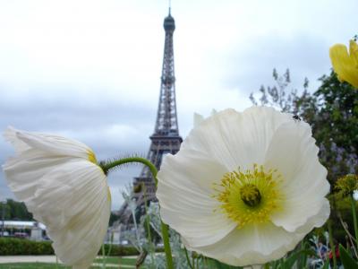 罂粟, 巴黎, 白色, 花, 塔, 巴黎-法国, 埃菲尔铁塔