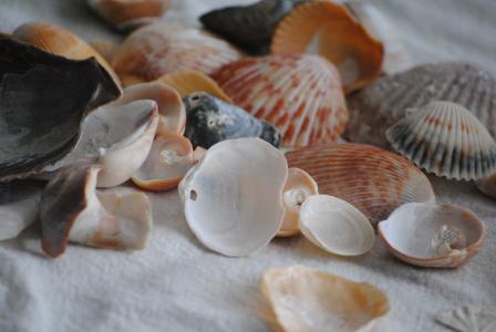 海贝壳, 溢出, 自然, 夏季, 海滩, 沙子, 洒