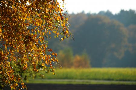 秋天, 叶子, 森林, 秋天的颜色, 秋天的落叶, 金色的秋天