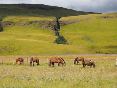冰岛, 自然, 峡湾, 马, 绿色, 景观, 草甸