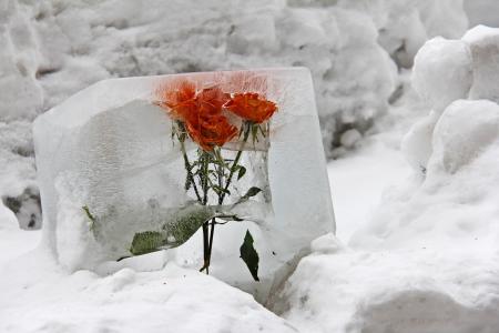 花, 冰, 德科, 甜, 可爱的, 雪, 美丽