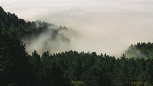 雾, 森林, 自然, 松树, 树木, 伍兹