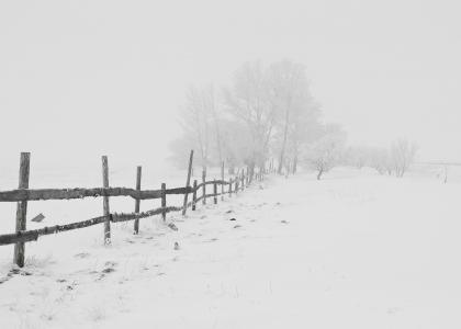 栅栏, 雪, 树木, 白色, 冬天, 自然, 树