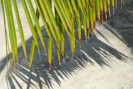 棕榈树, 背景, 工作表, 海滩