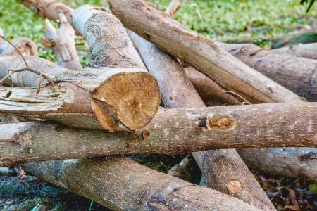 砍木头, 一堆木头, 木柴, 树, 木材-材料, 自然, 森林