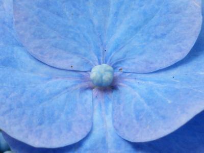 绣球花, 花, 开花, 绽放, 蓝色, 温室绣球, hydrangeaceae