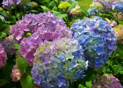 绣球花, 浅蓝色, 粉色, 花卉园, 自然, 植物, 叶