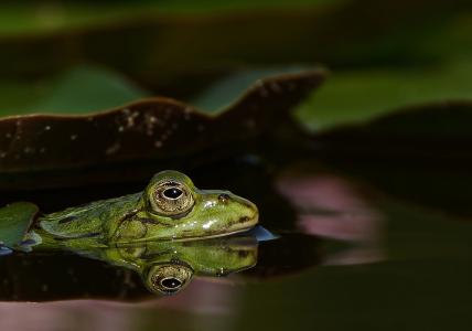 青蛙, 池塘, 花园的池塘, 水百合, 绿色, 水, 水生动物