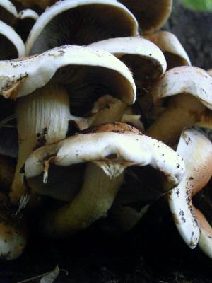 蘑菇, 蘑菇, 棕色, 白色, 森林蘑菇, 森林, 自然