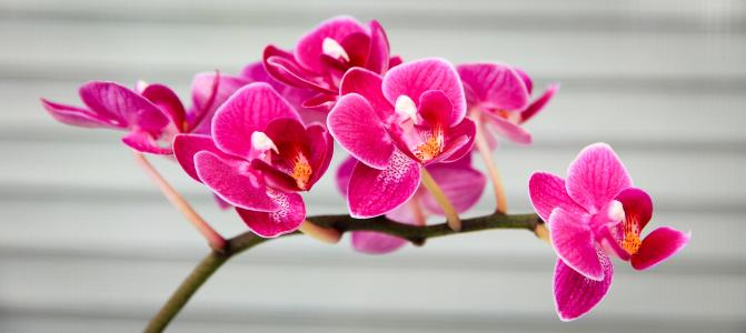 兰花, 粉色, 植物区系, 花, 自然, 蝴蝶兰, 粉红色的颜色