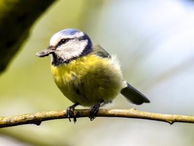 蓝雀, 山雀, 鸟, 鸣禽, 花园里的鸟, 自然, 动物