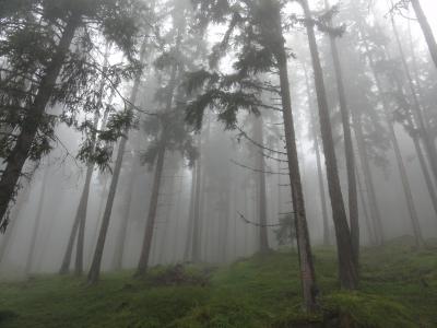森林, 无色, 雾, 心情