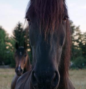 马, 马的头, 动物的画像, 动物, 表现力, 脸上, 自然
