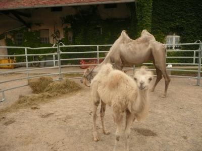 骆驼幼崽, 旧金山, 弗赖堡, 家养动物