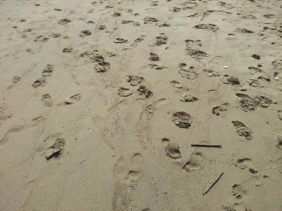 海滩, 脚, 步行, 赤脚, 热带, 脚步, 自然