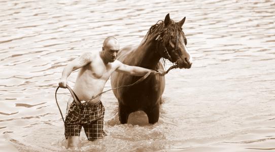 马, 男子, 水, 浴室, 夏季