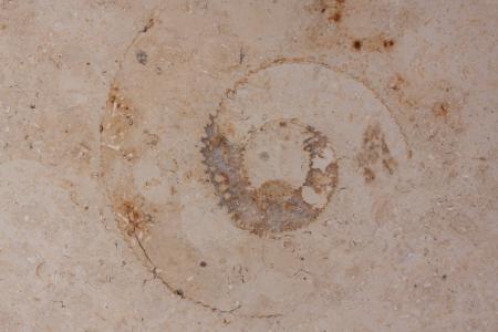石化, 化石鹦鹉螺, 化石, solnhofen 石灰石板, 石灰石, 侏罗山, 抛光表面