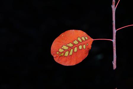 叶, 假发刷, 秋天的叶子, 叶子, 秋天的落叶, 红色, 模式