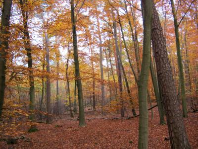 深秋, 秋天的树林, 万圣节, 叶子, 秋天, 出现, 秋天的落叶