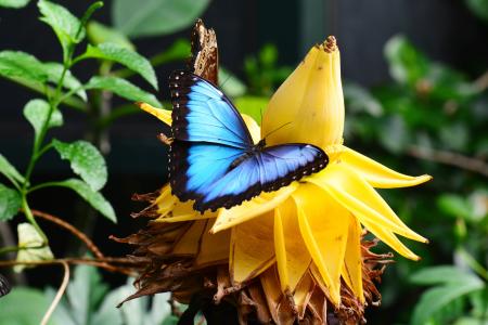 蓝色蝶, 香蕉花, 蓝色, 花园, 昆虫, 蝴蝶, 鳞翅目昆虫