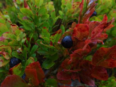 宏观, 蓝莓, 越桔, 森林, 花园, 水果, 健康饮食