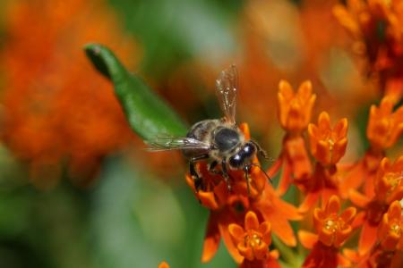 蜂蜜蜂, 昆虫, 蜜蜂, 蜂蜜, 黄色, 自然