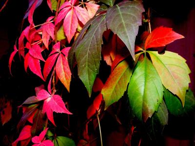 叶, 秋天, 着色, 红色, 黄色, 树木