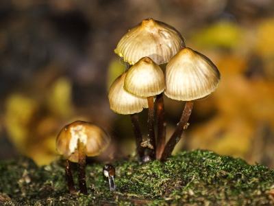 蘑菇, 森林, 秋天, 自然, 真菌, 特写, 植物