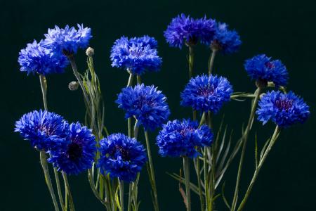 矢车菊, 开花, 绽放, 蓝色