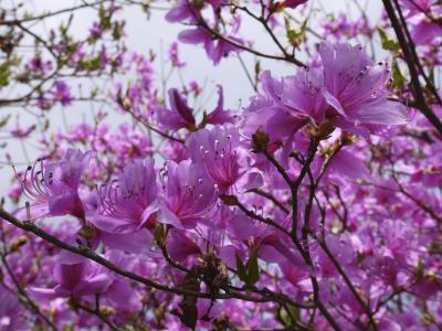 山杜鹃, 花, 紫色