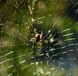 蜘蛛, web, 蜘蛛网, 昆虫, 自然
