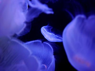 水母, 水族馆, 水下, 深海, 海洋动物, 自然, 蓝色