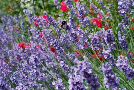 春天的花朵, 花草甸, 熏衣草, 蜜蜂, 紫色, 昆虫, 野生花卉