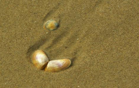 壳, 关闭, 海, 沙子, 水, 海滩, 海岸