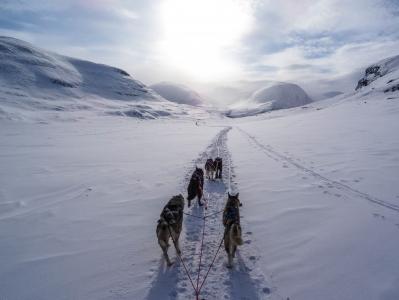 五, 黑色, 狗, 行走, 雪, 白天, 高地