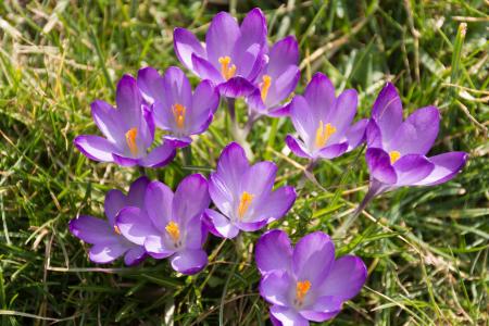 番红花, 紫色, 春的觉醒, 早就崭露头角, 花, 开花, 绽放