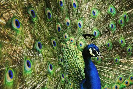 孔雀, 鸟, 蓝色, 自然, 皇室成员, 宫, 绿色