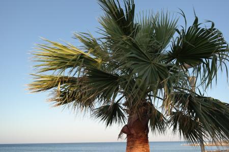 帕尔马, 视图, 景观, 假日, 假期, 海滩, 棕榈树