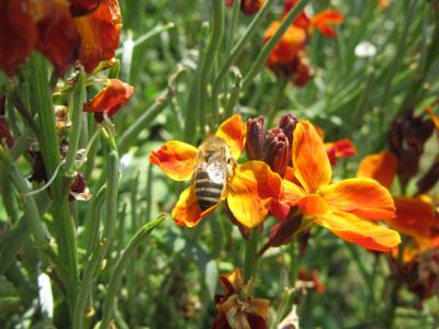 花, 橙色, 蜜蜂