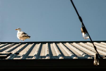 在屋顶上的海鸥
