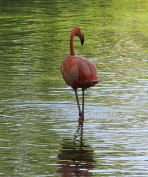 粉红色的火烈鸟, 鸟, 肖像站, 寻找, 自然, 野生动物, 异国情调