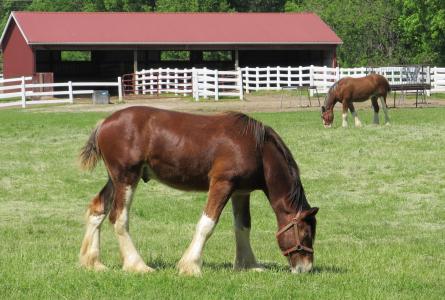 clydesdales, 马, 岁, 年轻, 放牧, 牧场, 畜