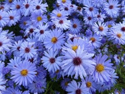 花, 蓝色, 自然, 森林, 植物, 紫菀, herbstastern