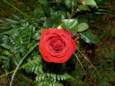 红玫瑰, 开花, 绽放, 花, 浪漫, 爱, 红色