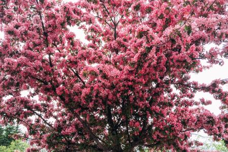 粉色, 树, 春天, 花, 开花, 绽放, 樱桃