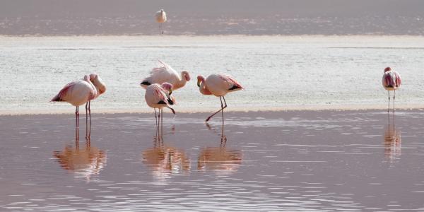 火烈鸟, 环礁湖, 玻利维亚, 火烈鸟, 水, 鸟, 在野外的动物