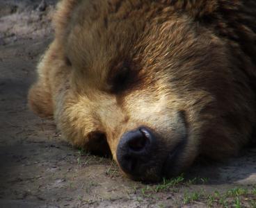 熊, 睡眠, 休息, 动物园