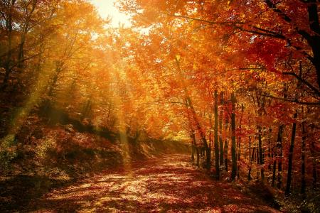森林, 红色, 秋天, 秋天, 自然, 道路, 赛季