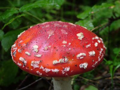 飞金顶, 红色, 有毒, 发现, 蘑菇